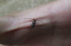 Exocentrus adspersus