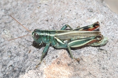 Melanoplus thomasi