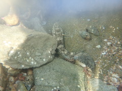 Bathygobius cocosensis