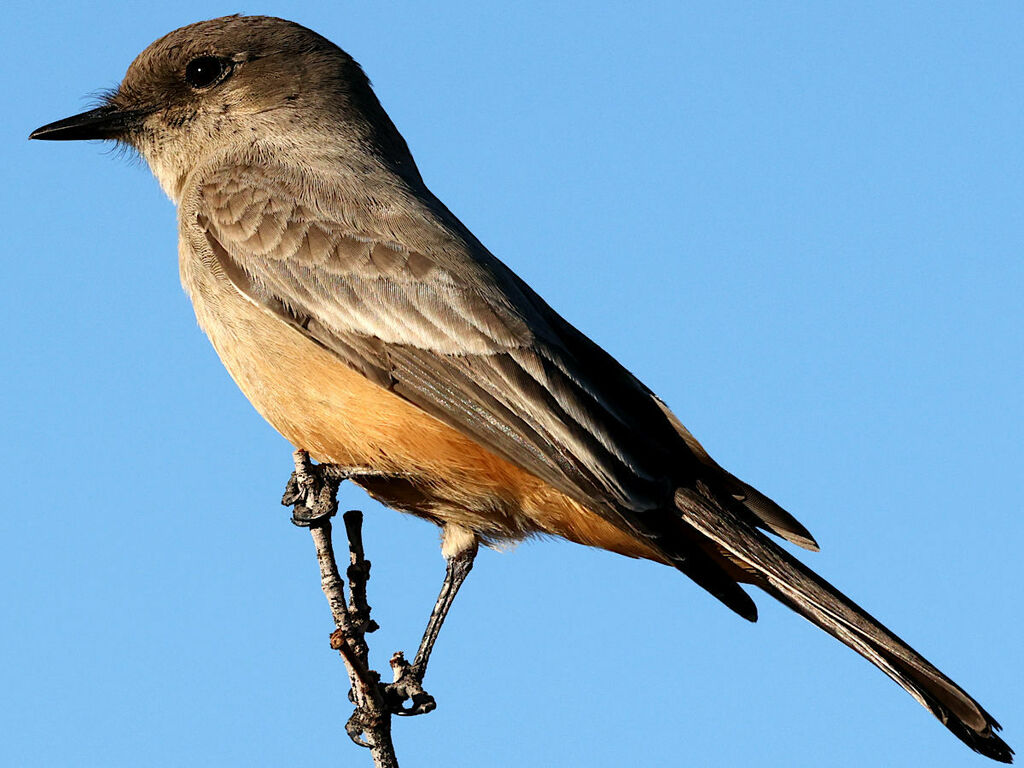 Baja California Phoebe