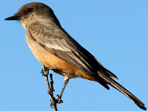 Baja California Phoebe