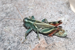 Melanoplus thomasi