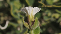 Mirabilis tenuiloba