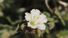 Mirabilis tenuiloba