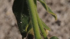Mirabilis tenuiloba