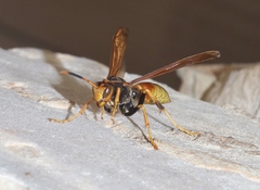 Polistes comanchus
