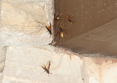 Polistes comanchus