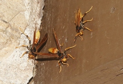 Polistes comanchus