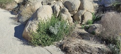 Mirabilis tenuiloba