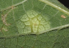 Pachypsylla