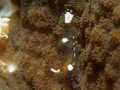 Ancylocaris brevicarpalis