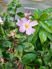 Pereskia grandifolia