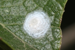 Tetragonocephala flava