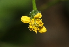 Bidens leptocephala