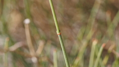 Ephedra aspera