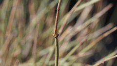 Ephedra aspera