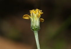 Bidens leptocephala
