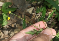 Bidens leptocephala