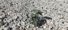 Justicia californica