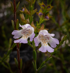 Pityrodia hemigenioides