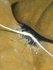 Panulirus versicolor