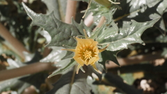 Mentzelia hirsutissima