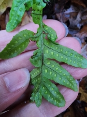 Polypodium calirhiza