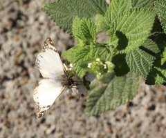 Heliopetes laviana