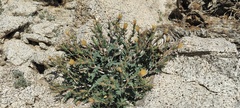 Mentzelia hirsutissima