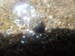 Austrocochlea porcata