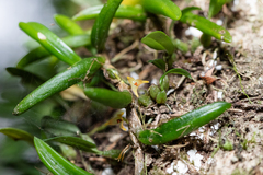 Bulbophyllum shepherdii