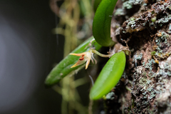 Bulbophyllum shepherdii