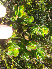 Crassula fallax