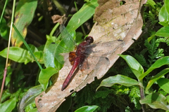 Erythrodiplax ines