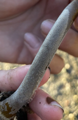 Membranipora membranacea