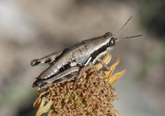 Phaedrotettix