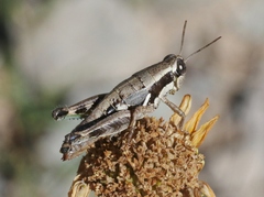 Phaedrotettix