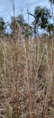 Austrostipa nitida