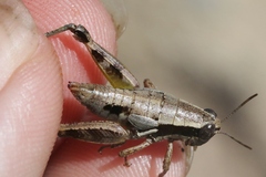 Phaedrotettix