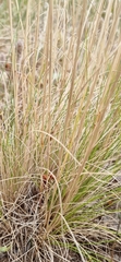 Austrostipa nitida