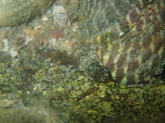 Istiblennius