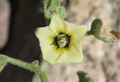 Physalis hederifolia