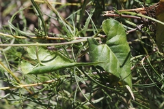 Matelea atrostellata