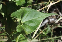 Matelea atrostellata