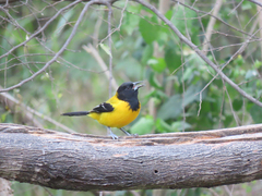 Icterus graduacauda