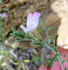 Justicia divaricata