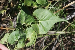 Matelea atrostellata