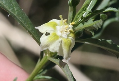 Chamaesaracha coronopus