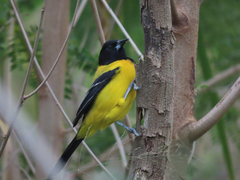Icterus graduacauda