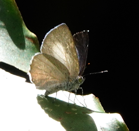 Philiris ilias (Philiris ilias)